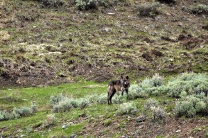 12721722204_74f6387bc8_z