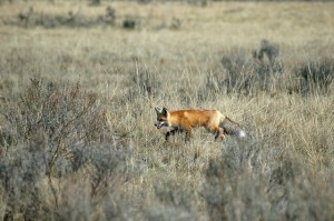 12721725324_db8c5ddf1c_z