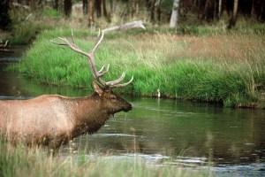 12721727954_315fd676db_z