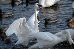 12748428363_a7e8e2703a_z