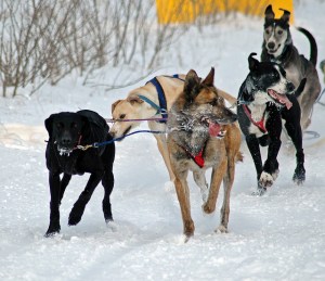 12748916943_5fd06d3246_z