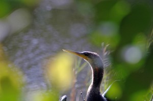 12771899745_99875baf4b_z