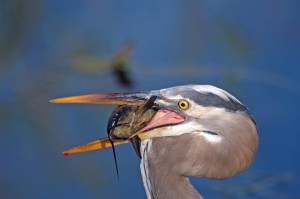 12771900835_886e2f7510_z