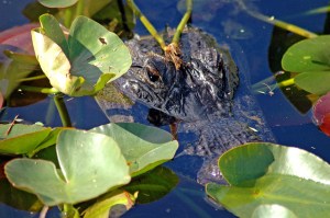 12772044103_4d28365d2d_z