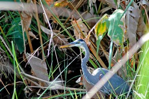 12772044243_27c7f62ae8_z