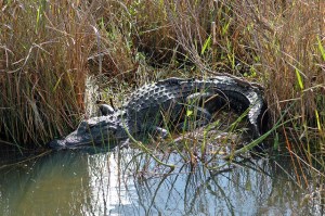 12772045723_5069907c84_z