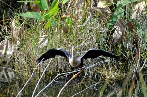 12772348764_3471b7f174_z