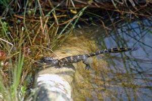 12772349624_e6644c1213_z