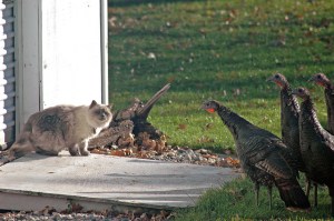 12771978615_1a49088b96_z