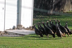 12772429634_f7d3e3e190_z