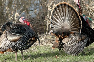 12794561695_b1467e127f_z