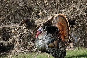 12794662313_92c4d4e22b_z