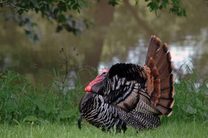 12794982924_3c239f4a28_z