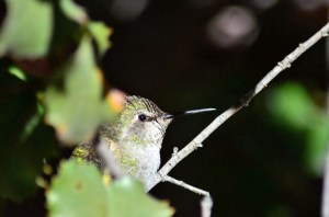 16218696745_46fbc0b15e_z