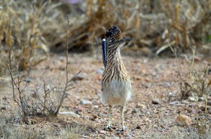 16374501161_9787126e3b_z