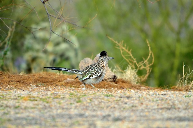 15742773364_97ebfd192e_k