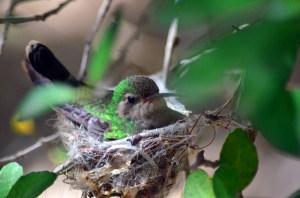 16138104443_1e64f830e5_z