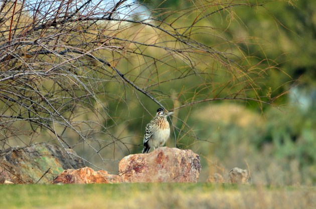 16179027109_f93f14f12d_k