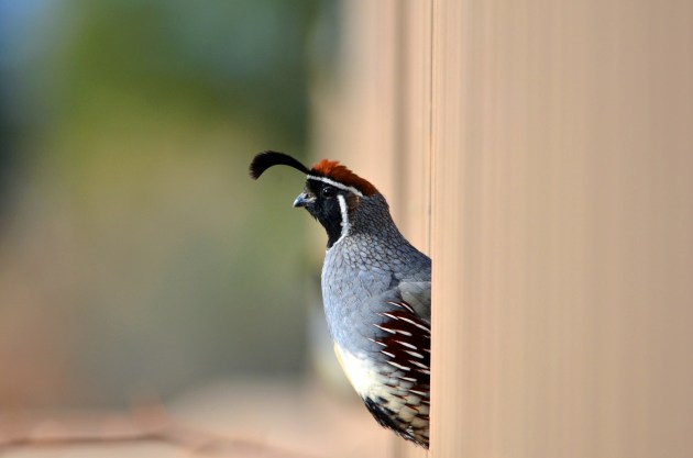 16179139239_06077fc08b_k