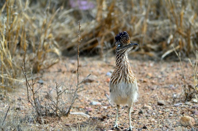 16188597178_b1a98d0abe_k