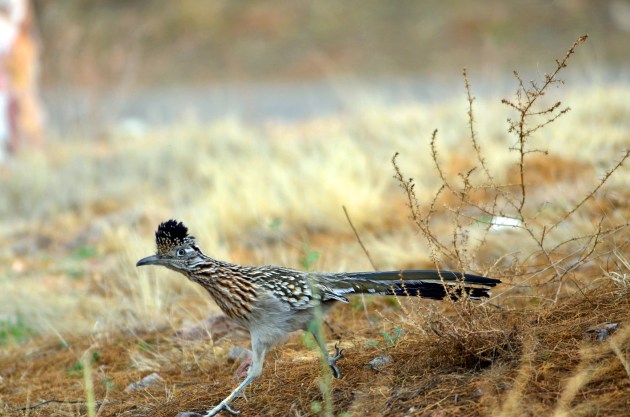 16190262487_d85526d754_k