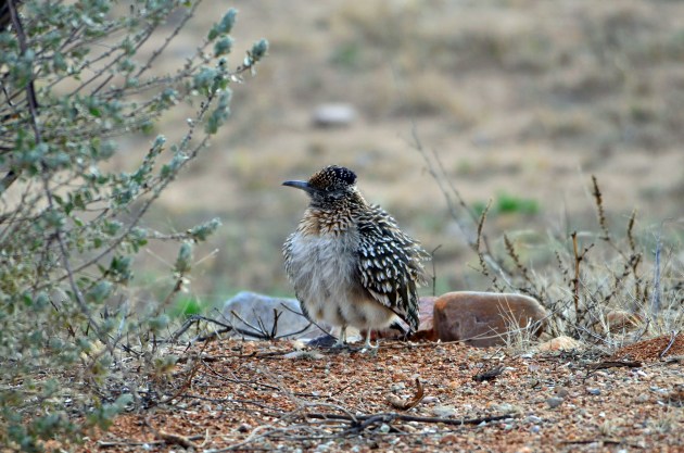 16365210395_767d52a2a1_k