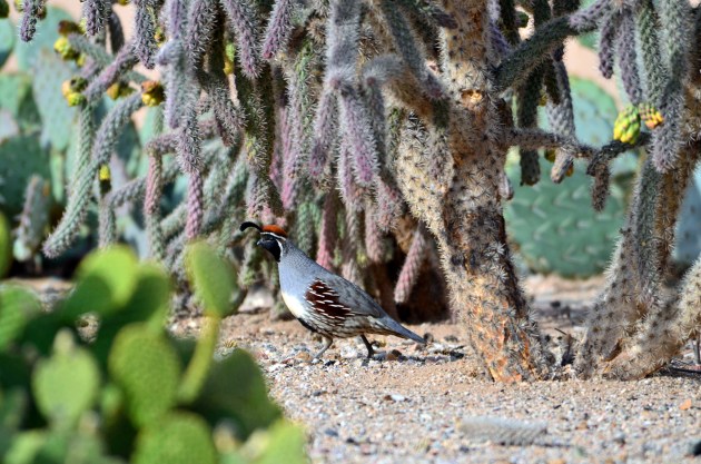 16365371535_f198adf981_k