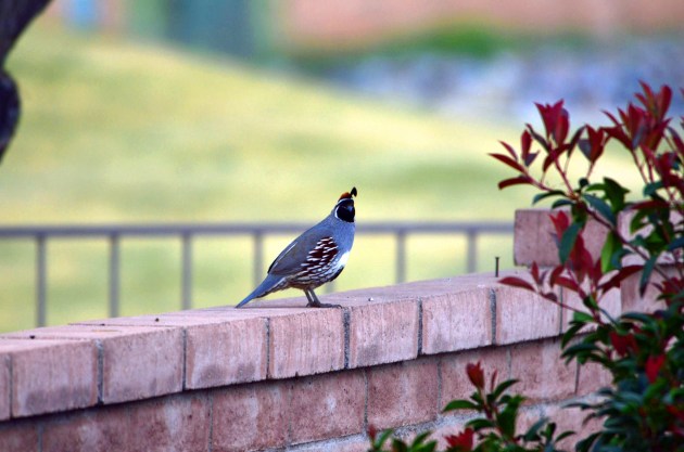 16590216437_7181033ce5_k