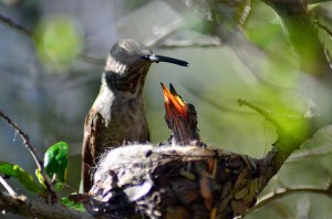 16757165321_4de6d1abd7_z