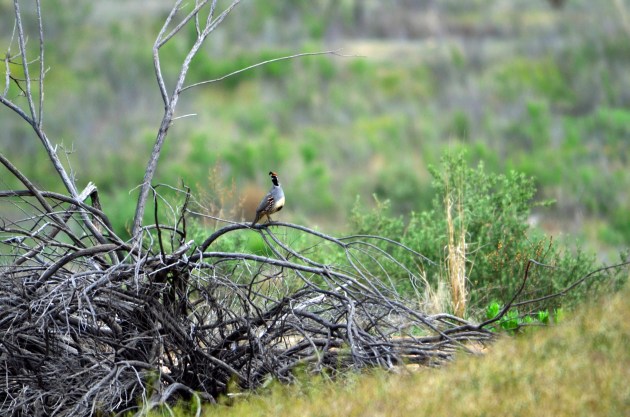 16796502232_63cf6ddf0a_k