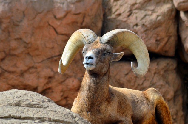 Big Horn Ram