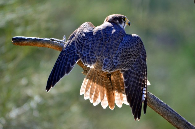 Ferruginous Hawk