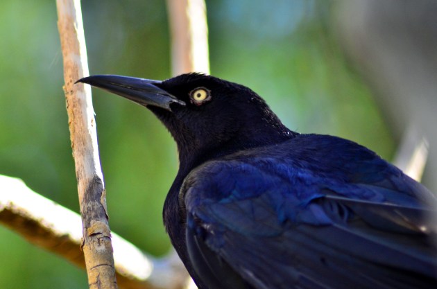 Great Tailed Grackle
