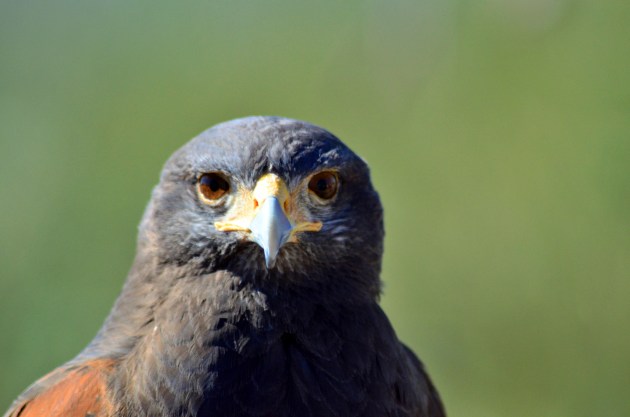Harris Hawk