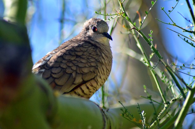 Inca Dove