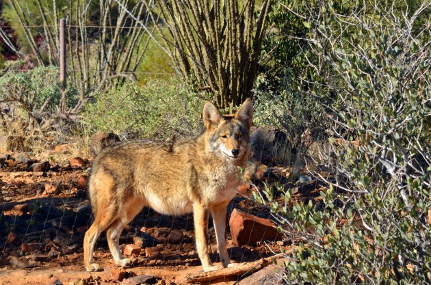 Mexican Gray Wolf