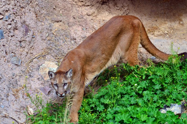 Mountain Lion