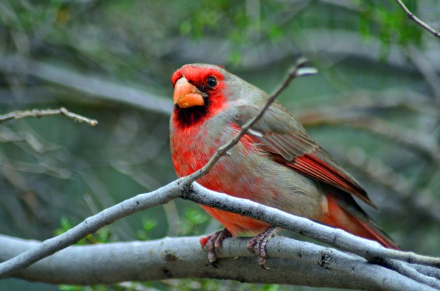Northern Cardinal