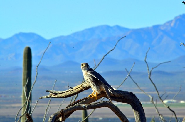 Prairie Falcon