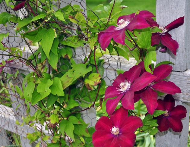 14772717839_23504d4950_o