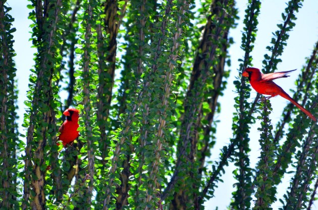 16156749834_bf8af2d877_k