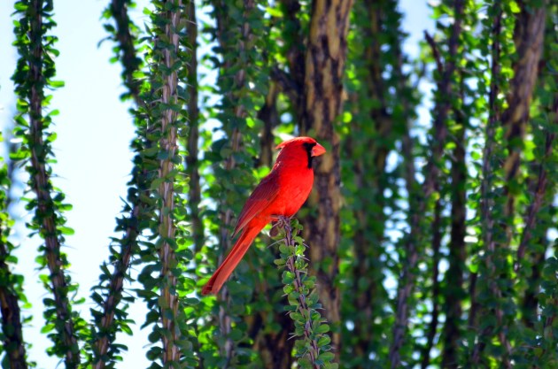 16159087403_0b5f10cba0_k