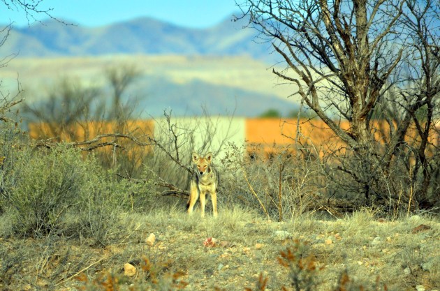 16363583101_707f61395c_k