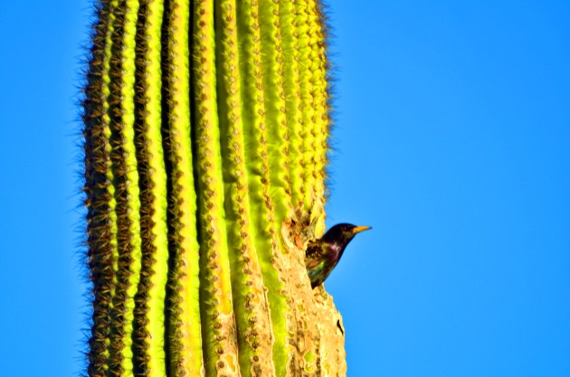 16461483440_b7445a1784_k