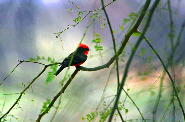 Vermillion Flycatcher