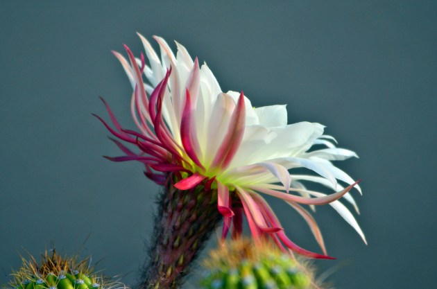 16779820240_94f20d70f3_k