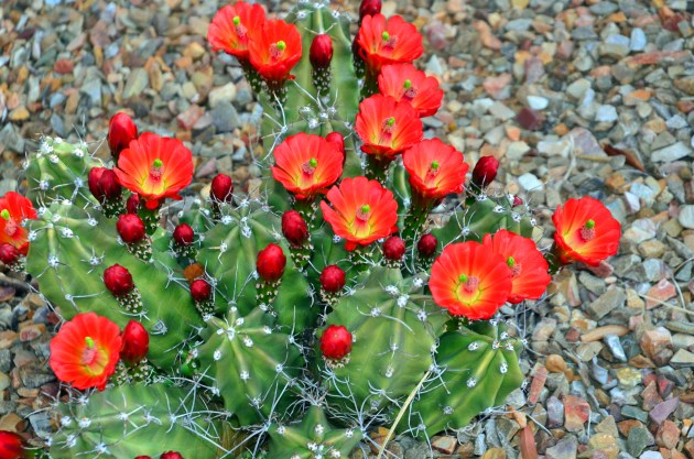 16784707757_c8dc270e8a_k