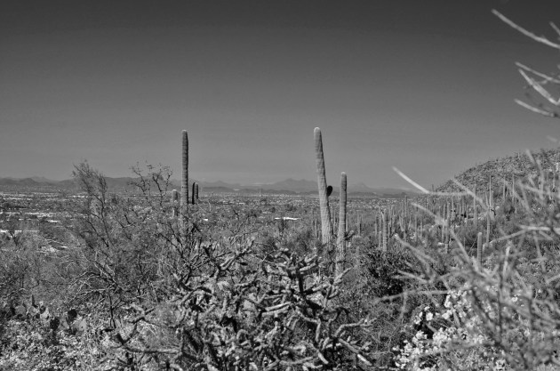 16851095886_81437ad685_k_edited-1