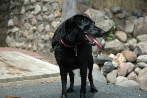 10681962975_57e7f09a9a_o