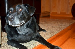 22560309620_feb9afee92_k